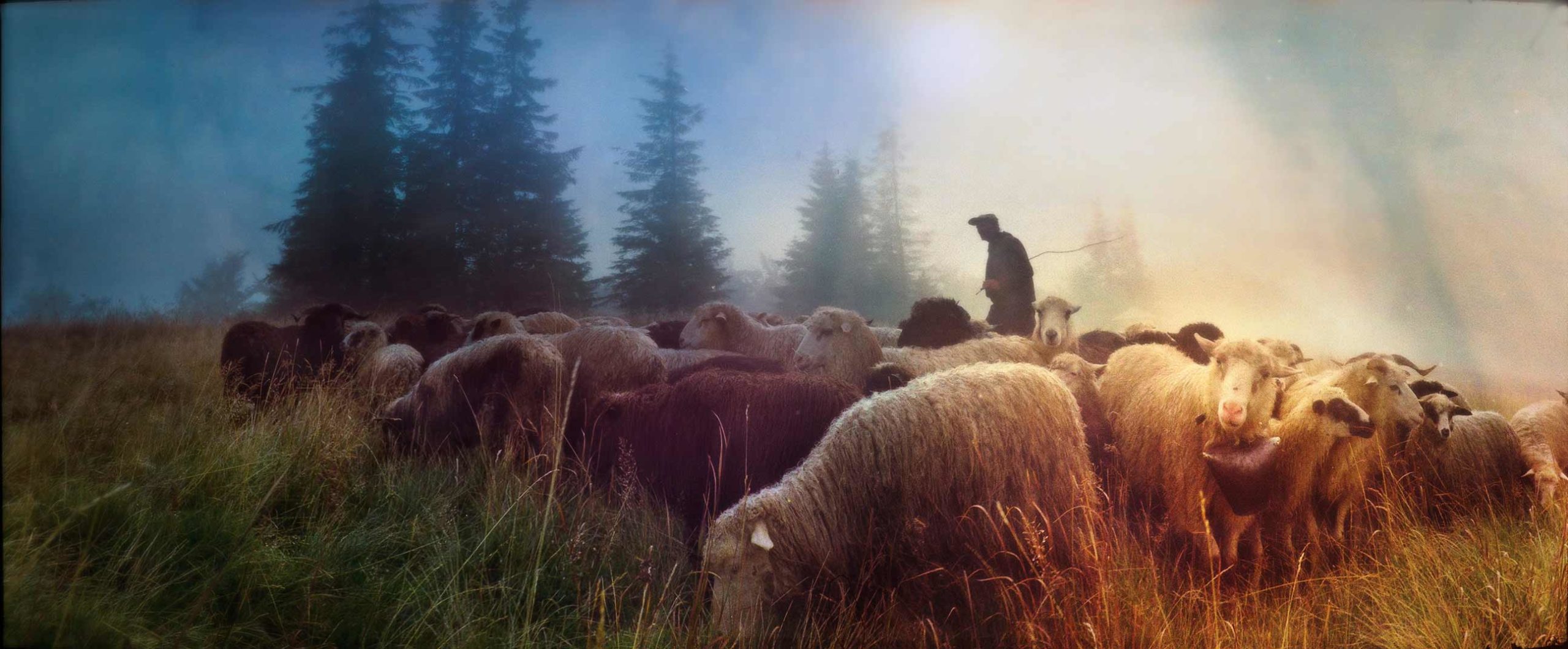 A man tends to his sheep in a field