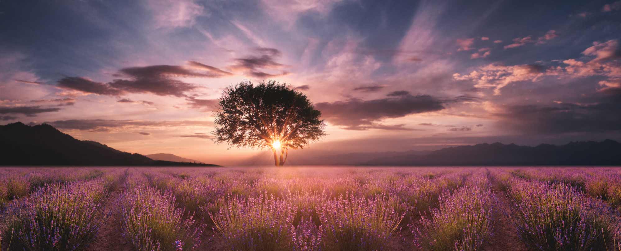 A pink sunset over a field filled with pink flowers
