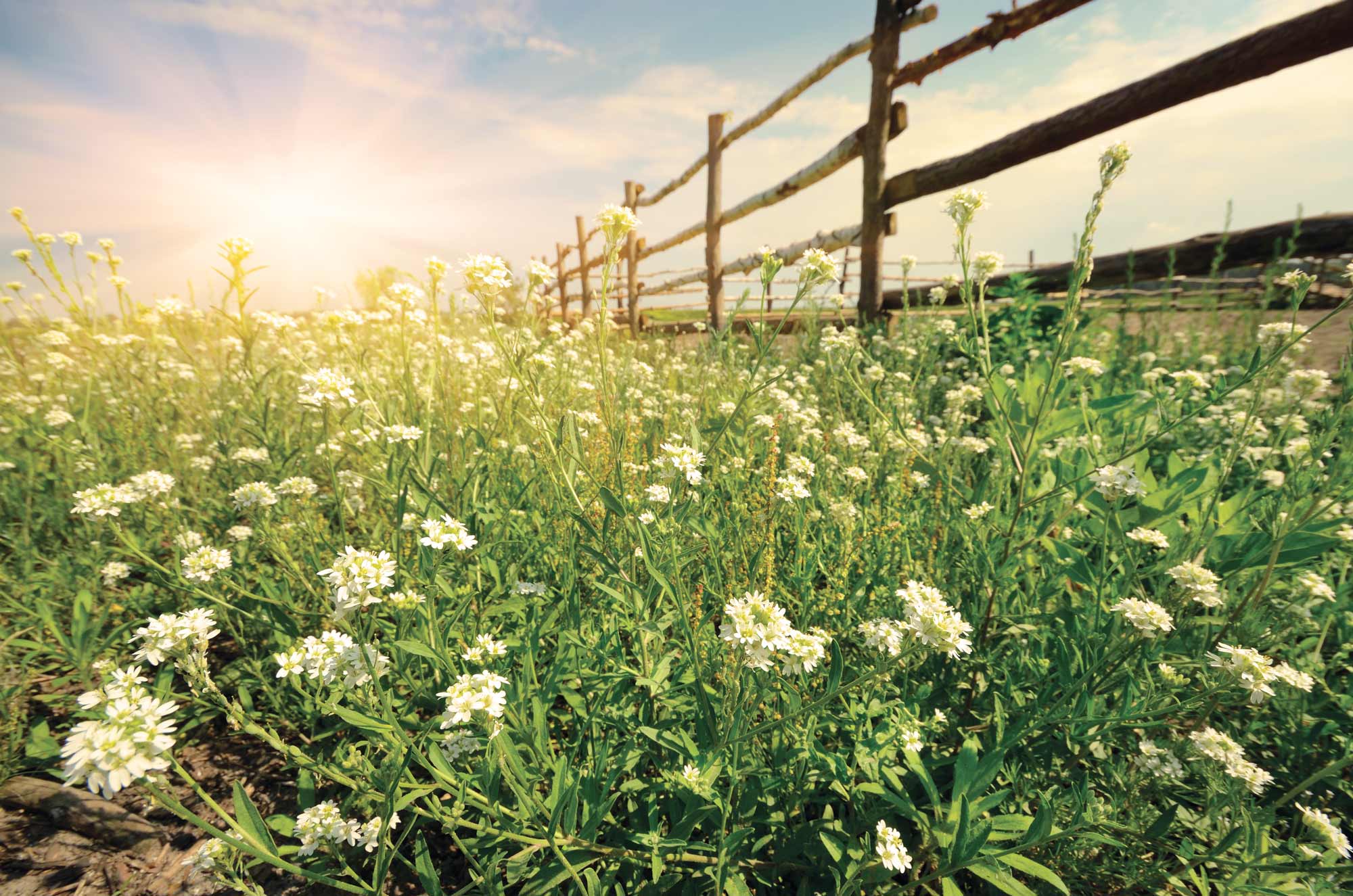 Flowers in a sunny field