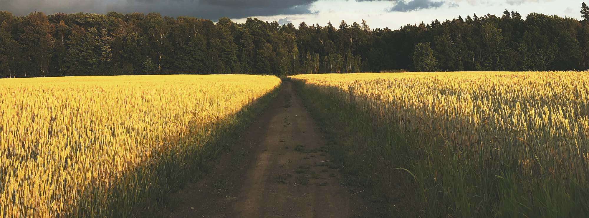 A road leads to a forest