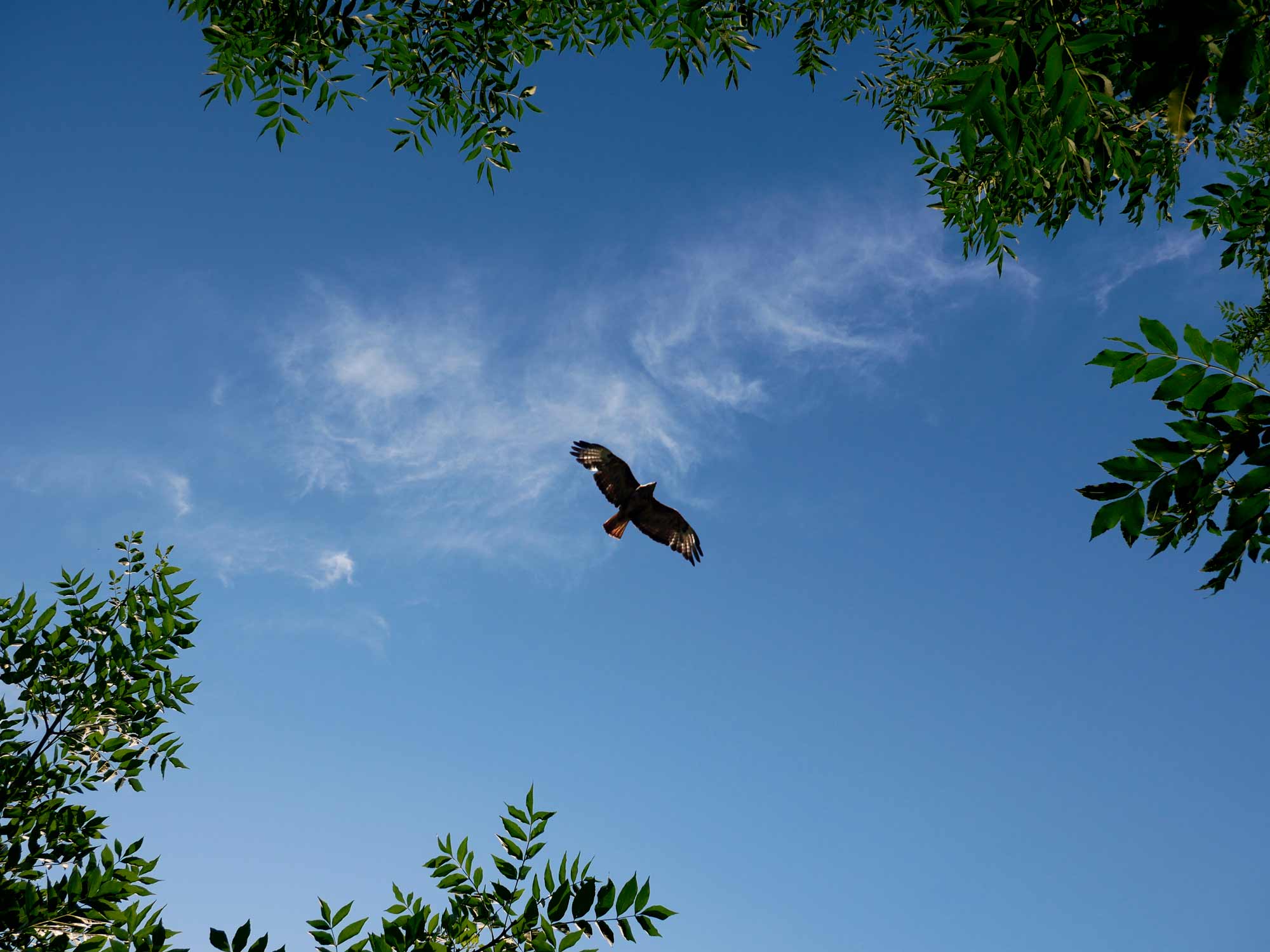 An eagle flying in the sky