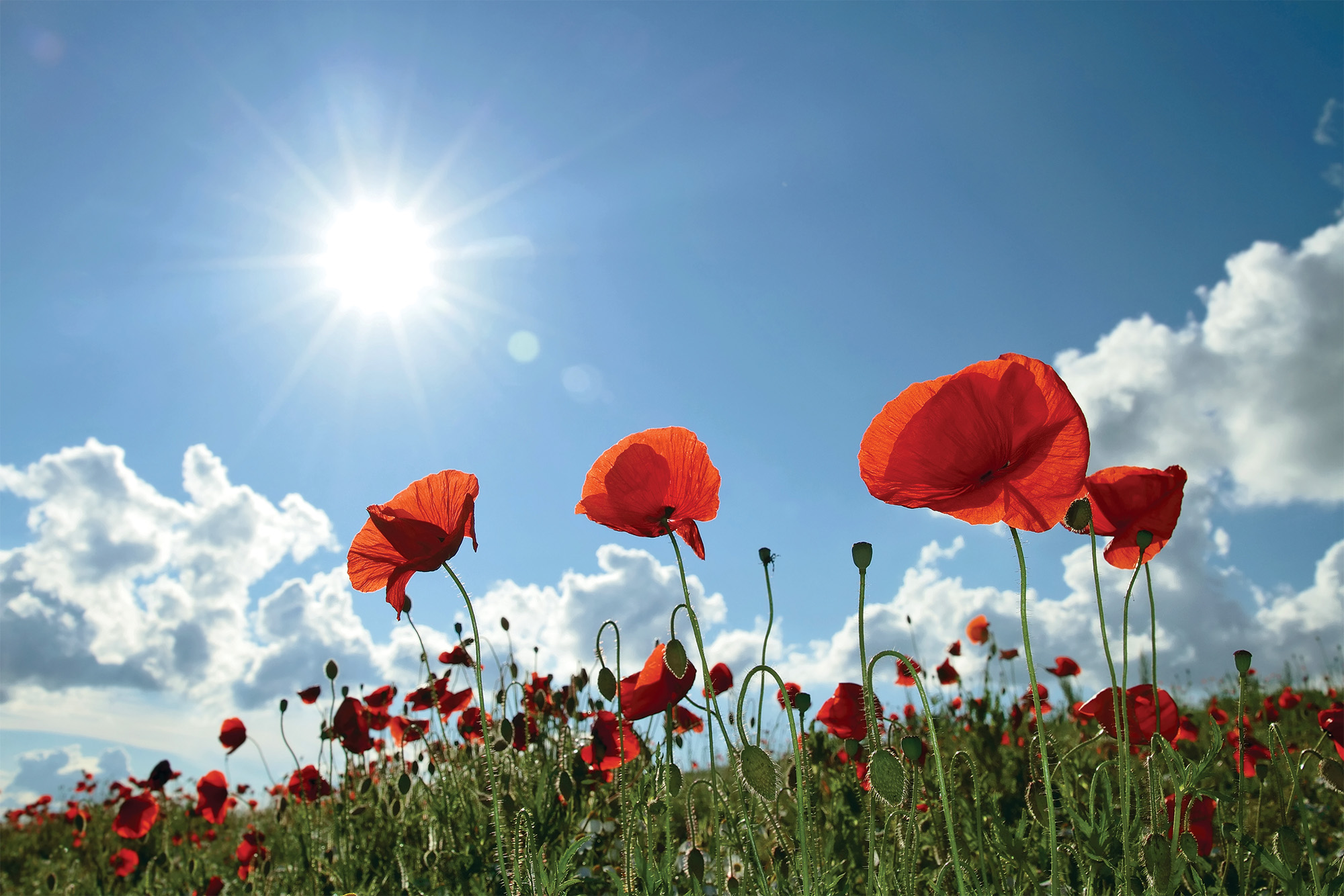 A poppy flower field
